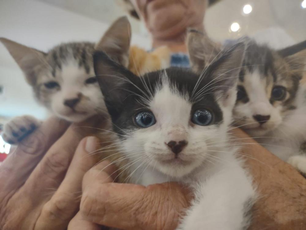 Créditos: Prefeitura Municipal de Nova Iguaçu