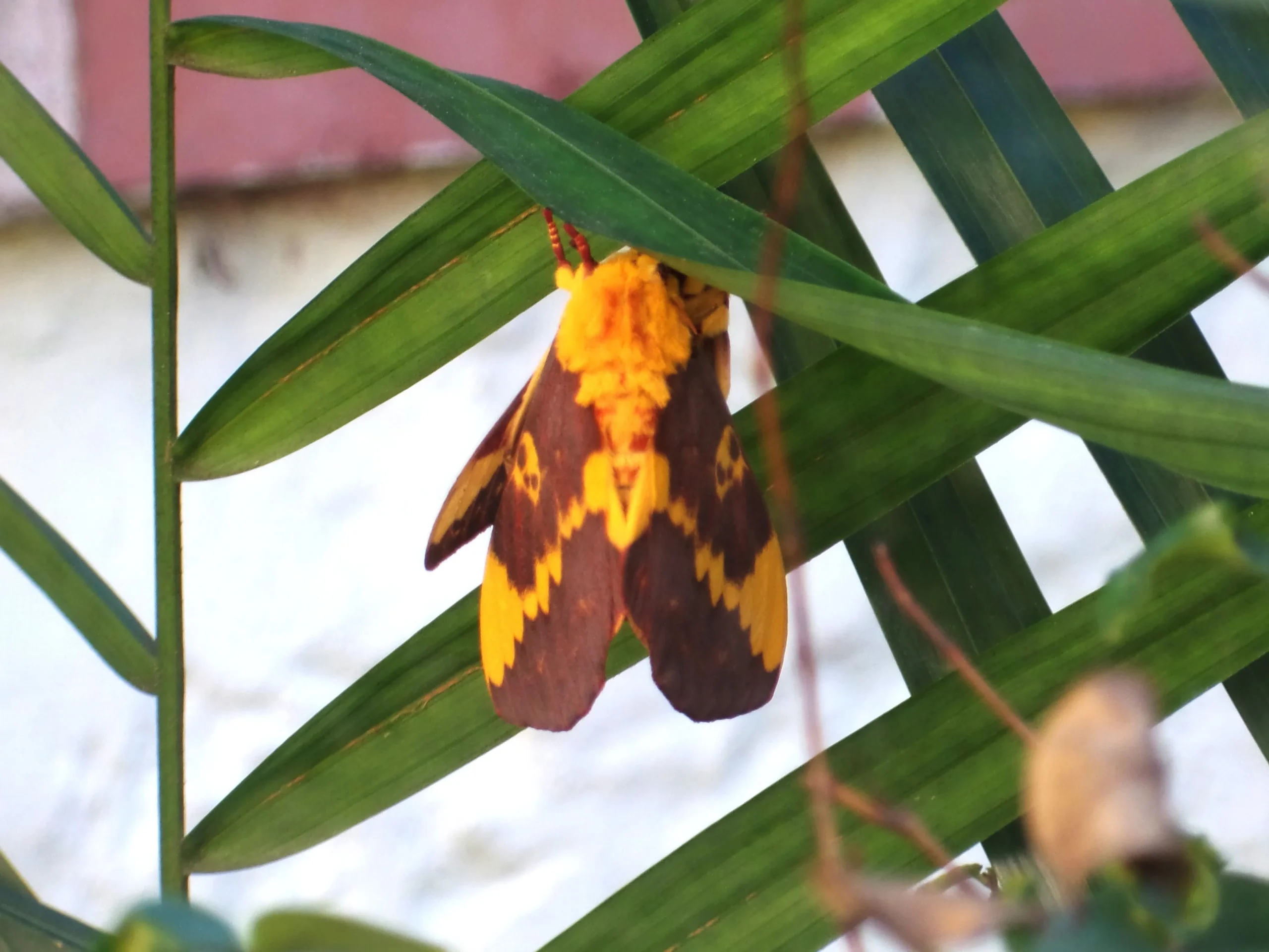 Mariposa com desenho de caveira nas asas é fotografada durante acasalamento em Nova Iguaçu